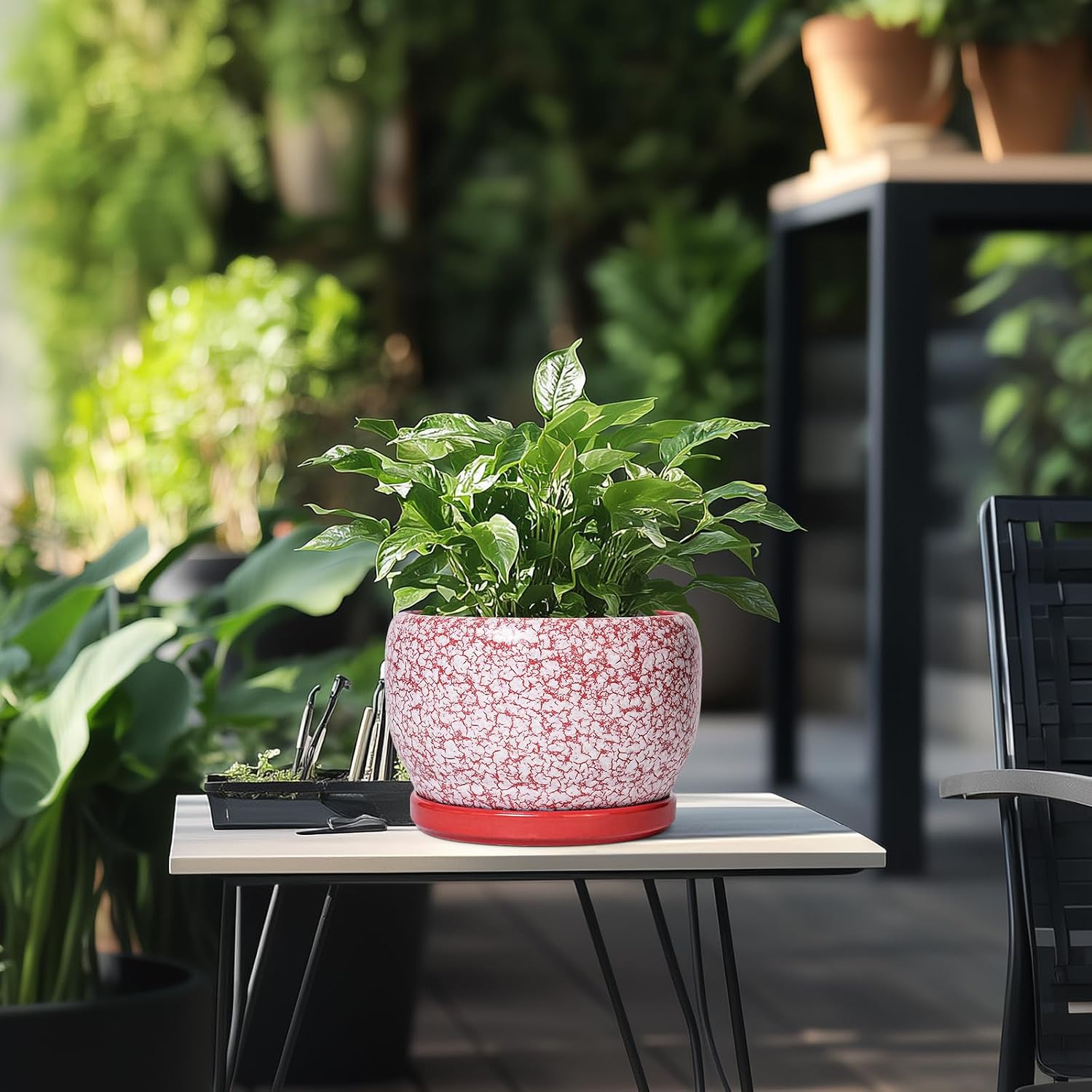 SQOWL Ceramic Pots for Plants - 8 inch Indoor Planter with Drainage Hole and Tray, Ceramic Flower Pot Outdoor, Round