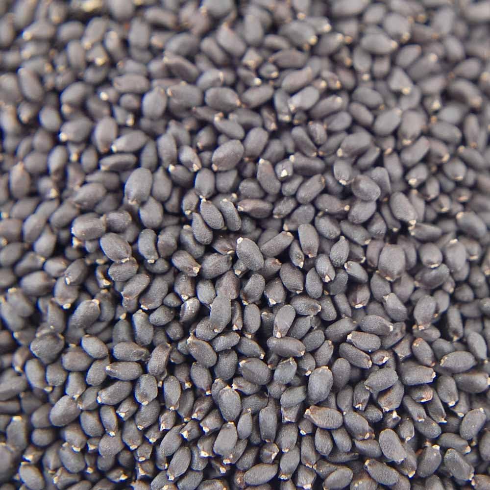 Mountain Valley Seed Co Purple Basil Dark Opal Microgreens Seeds Non-GMO | Bulk Seed for Growing Micro Herbs, Indoor
