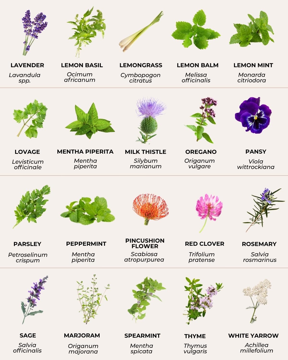 Tactiko Medicinal & Tea Herb Seeds Kit | 40 Varieties | Non-GMO | US Grown