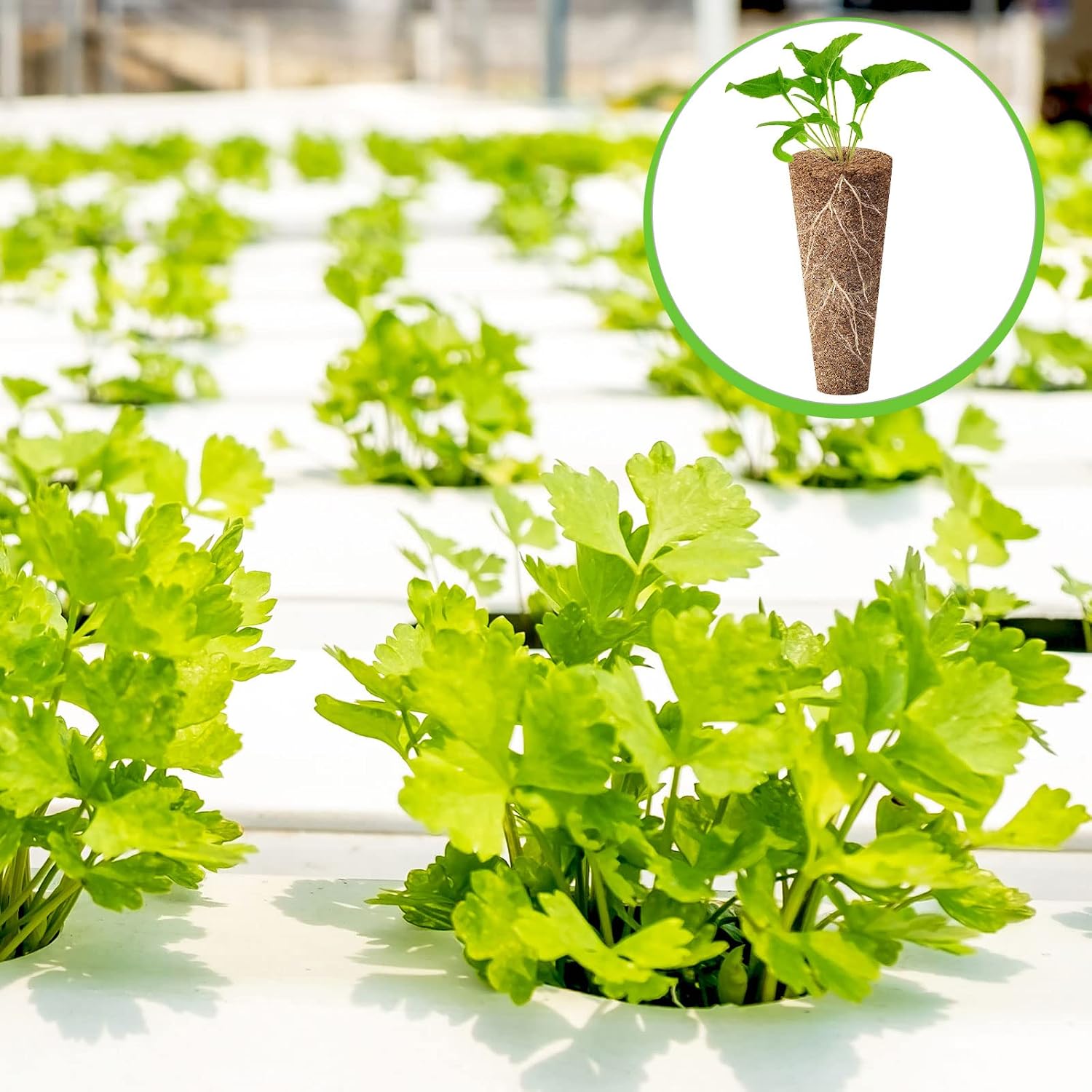 Chumia 200 Pcs Hydroponics Grow Sponges Replacement Root Growth Sponges Pods Kit Seed Starter Pods for Hydroponics
