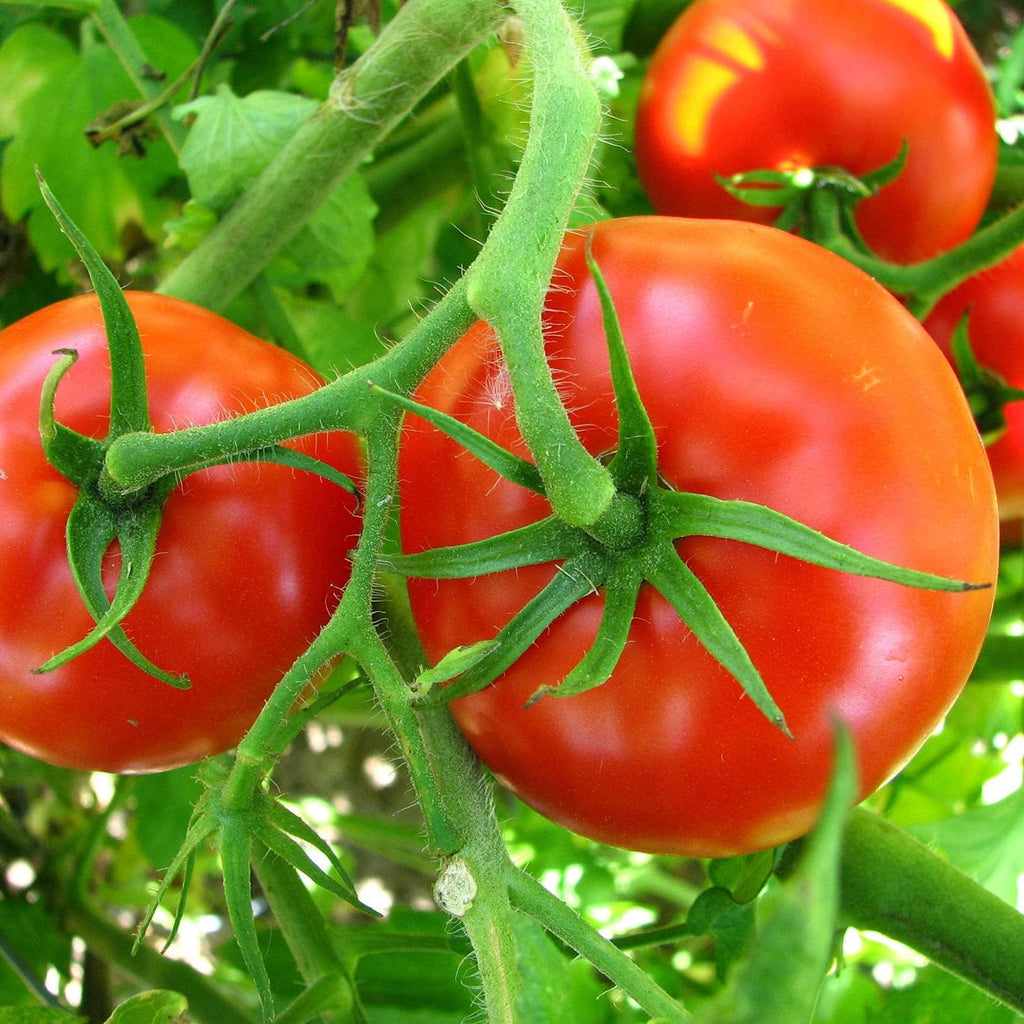 Bonnie Plants Big Boy Tomato Live Vegetable Plants - 4 Pack, 6 - 10 Ft. Plants, 16 - 32 Oz. Tomato Size