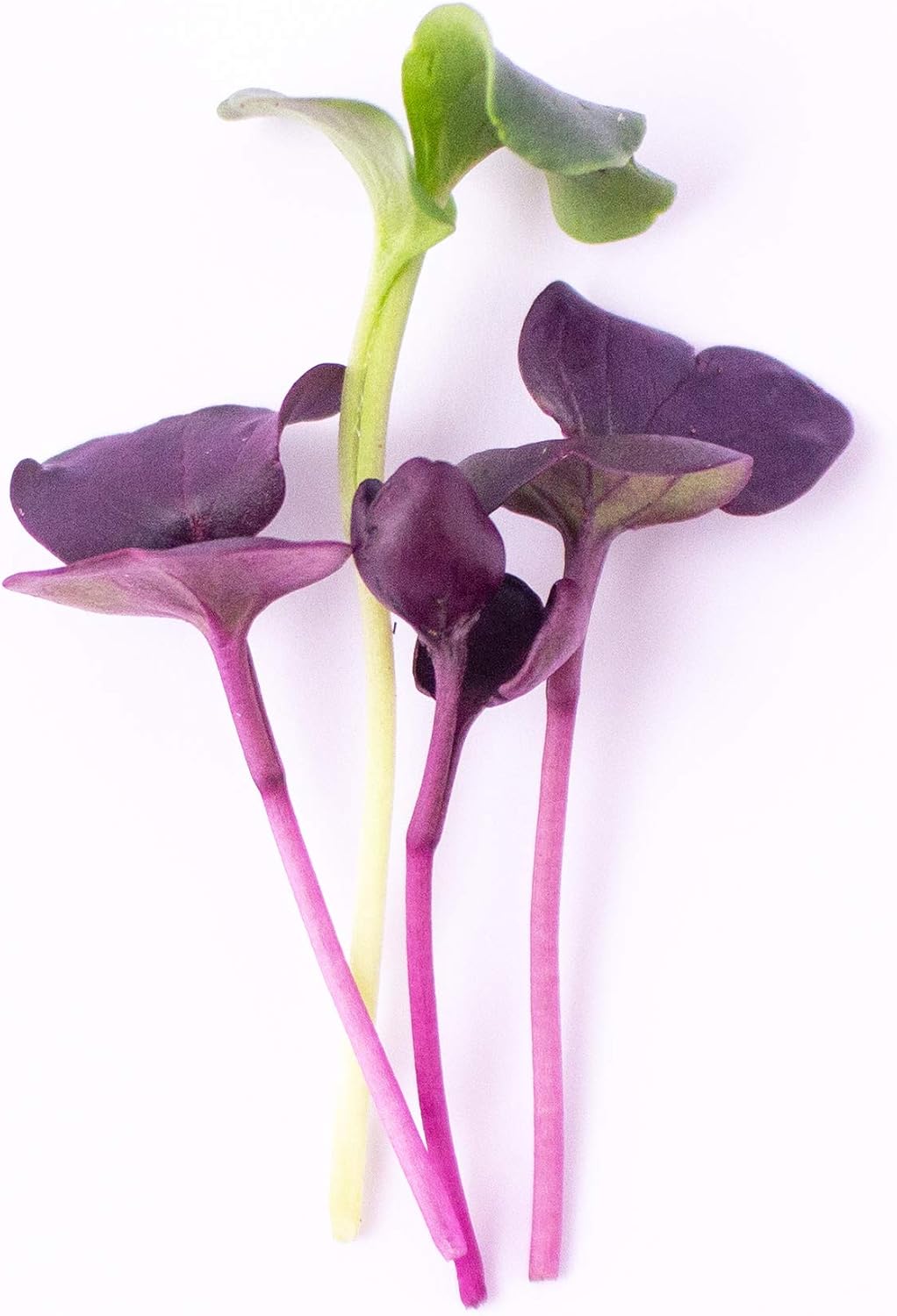 Mountain Valley Seed Co Purple Radish Microgreens Seed - 1 Lb ~42,800 Seeds | Premium, Non-GMO - For Growing Micro