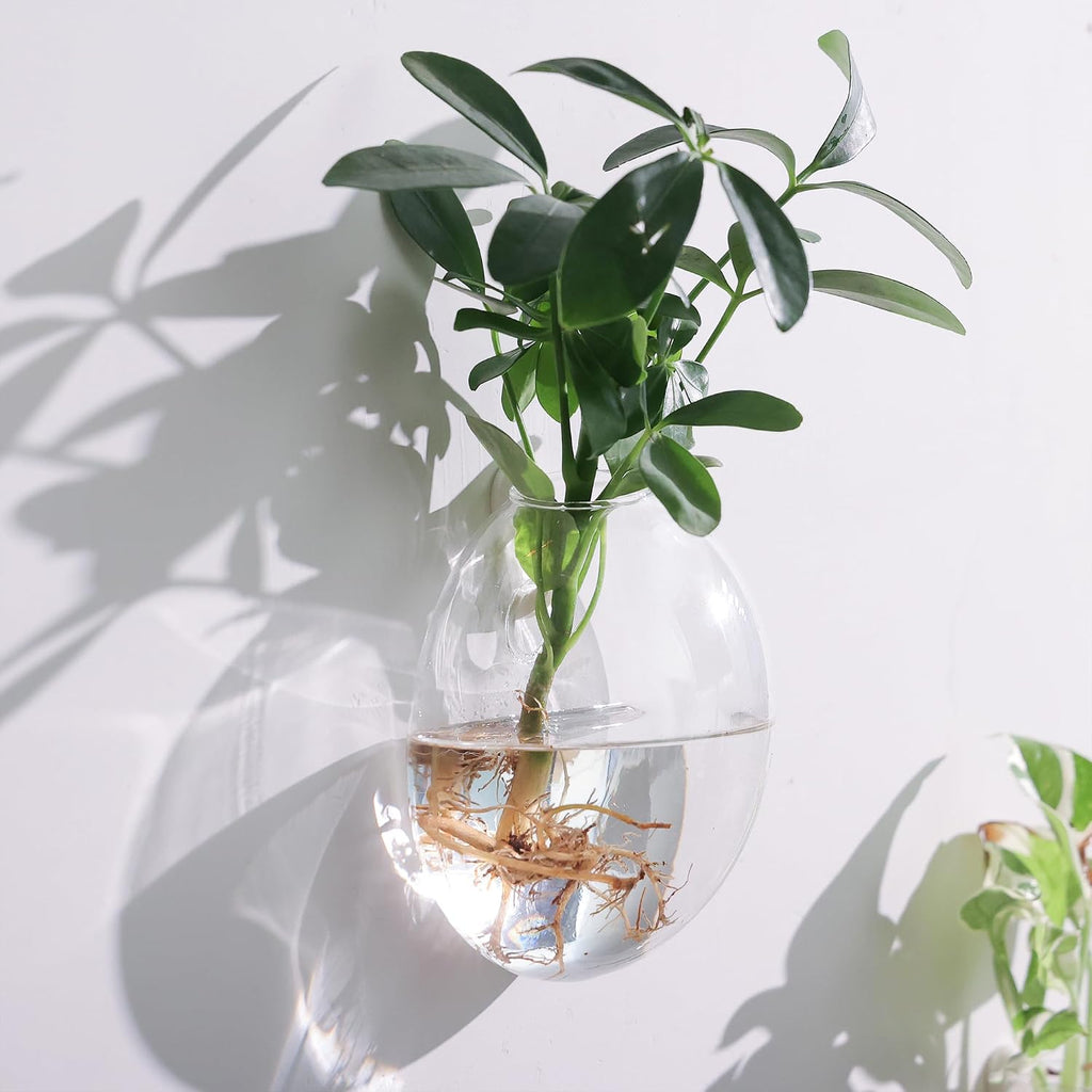 Wall Propagation Planters 6 Pack Wall Glass Planters Wall Plant Holder | Glass Wall Vase, Indoor Hydroponic Decor