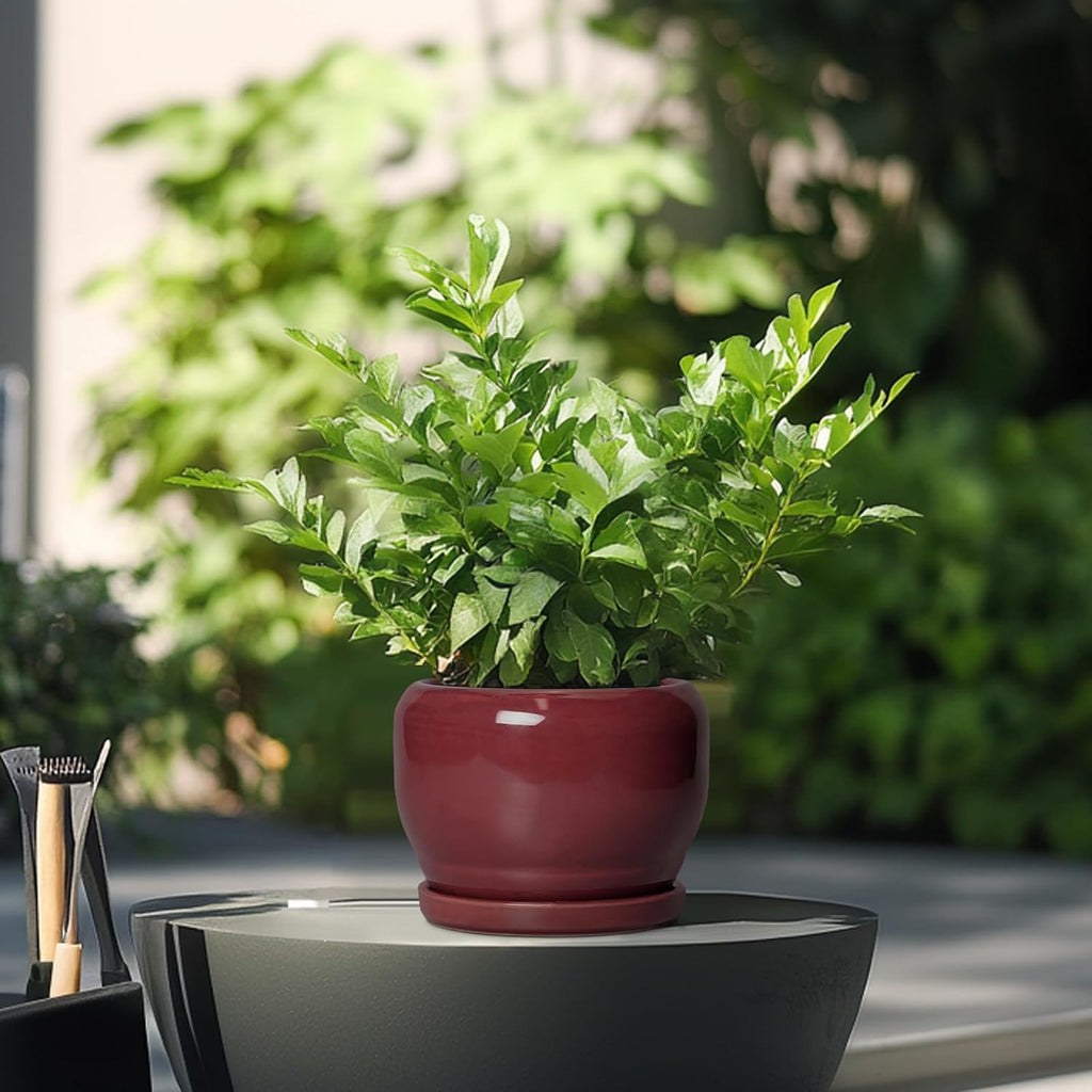 SQOWL 6 Inch Plant Pot - Ceramic Planter for Indoor Plants Outdoor, Round Planter with Drainage Hole and Saucer