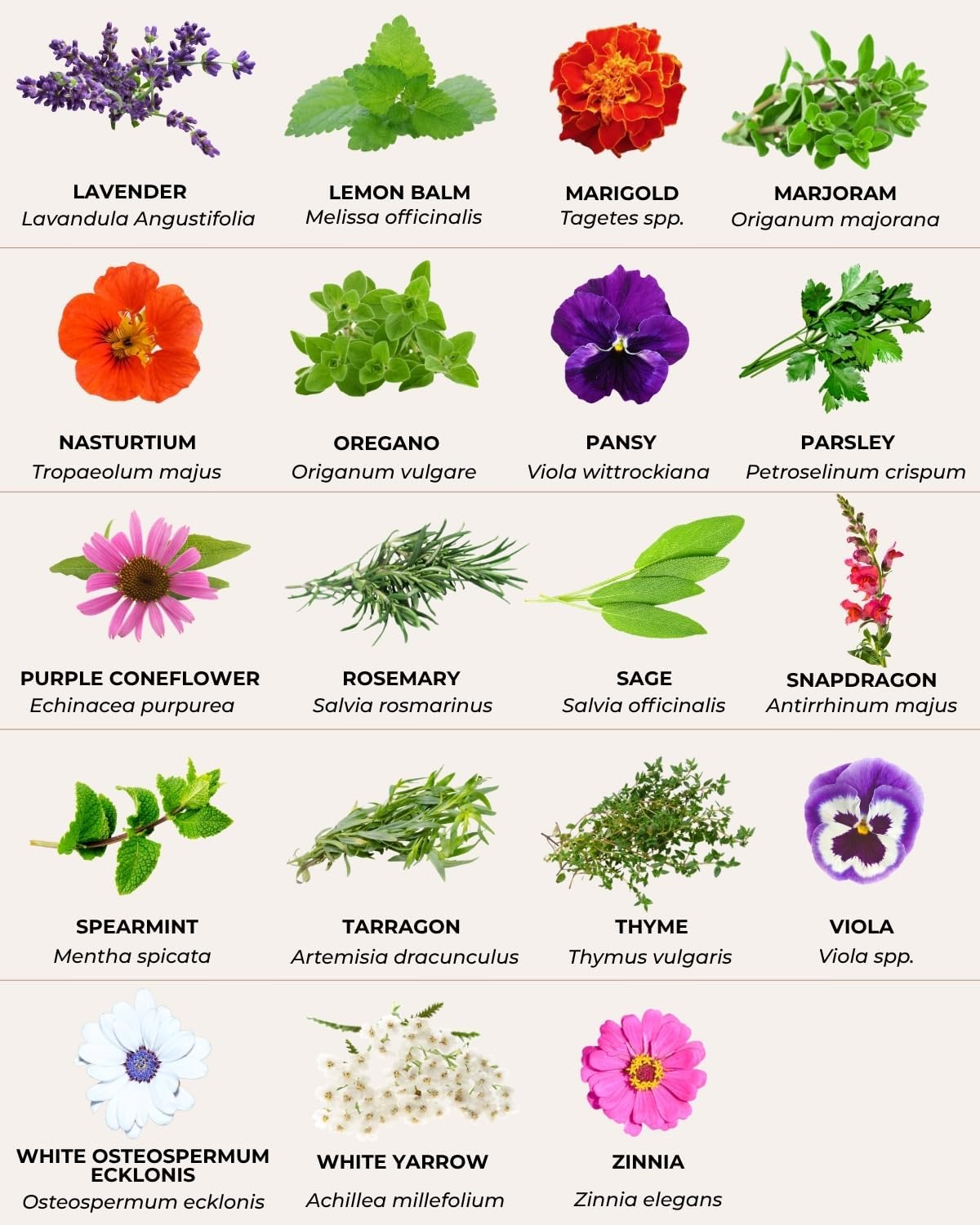 Tactiko Edible Flowers & Popular Herb Seed Kit | 35 Varieties | Non-GMO