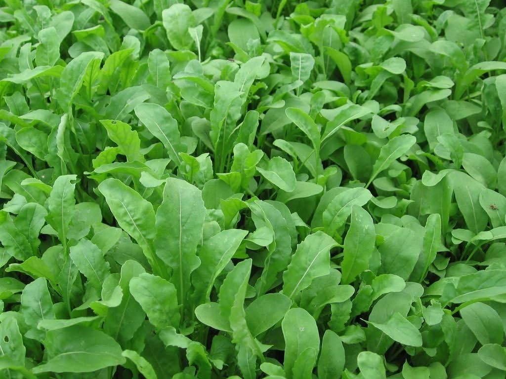 Bulk Non GMO Arugula Seeds (1/2 lb) 82,500 Seeds - Heirloom, Open Pollinated - Fortified with Mycorrhizae