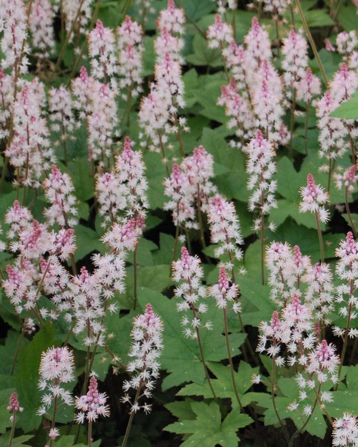 Tiarella cordifolia 'Oakleaf' (Foam) Perennial, Size- Container, Pink Flowers
