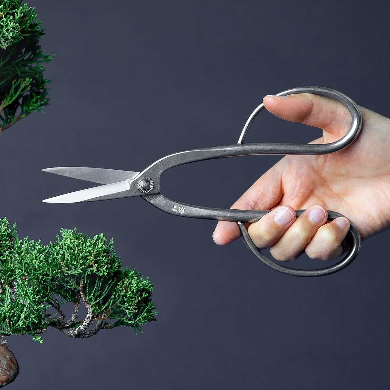 Wazakura Yasugi Stainless Steel Made in Japan Ashinaga Bonsai Scissors 8" (200 mm), Pruning Shears, Japanese Gardening