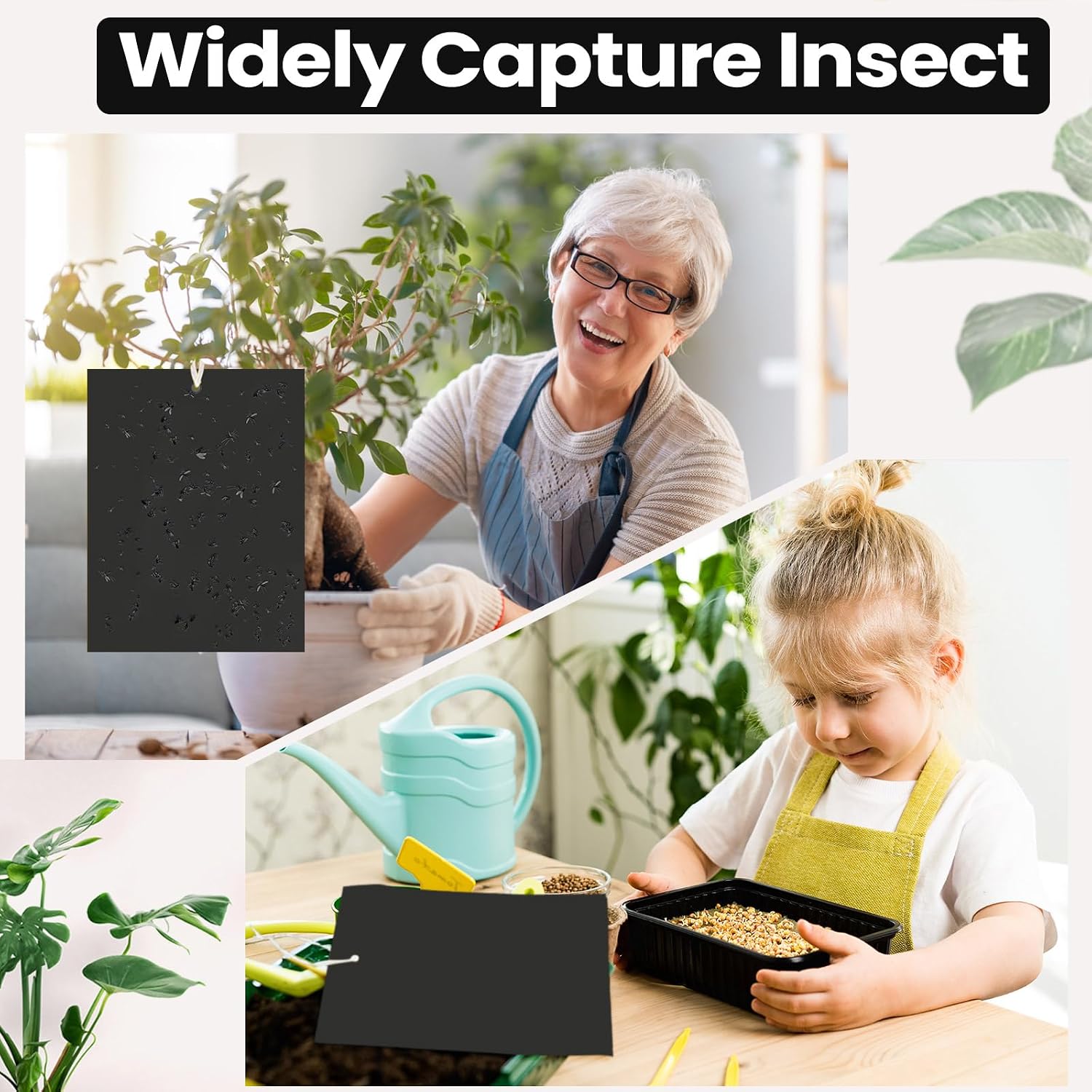 Qualirey 50 Pcs Sky Blue Sticky Traps 6x8in for Gnats Indoor | Dual-sided for Fungus Gnats Fruit Flies Whiteflies
