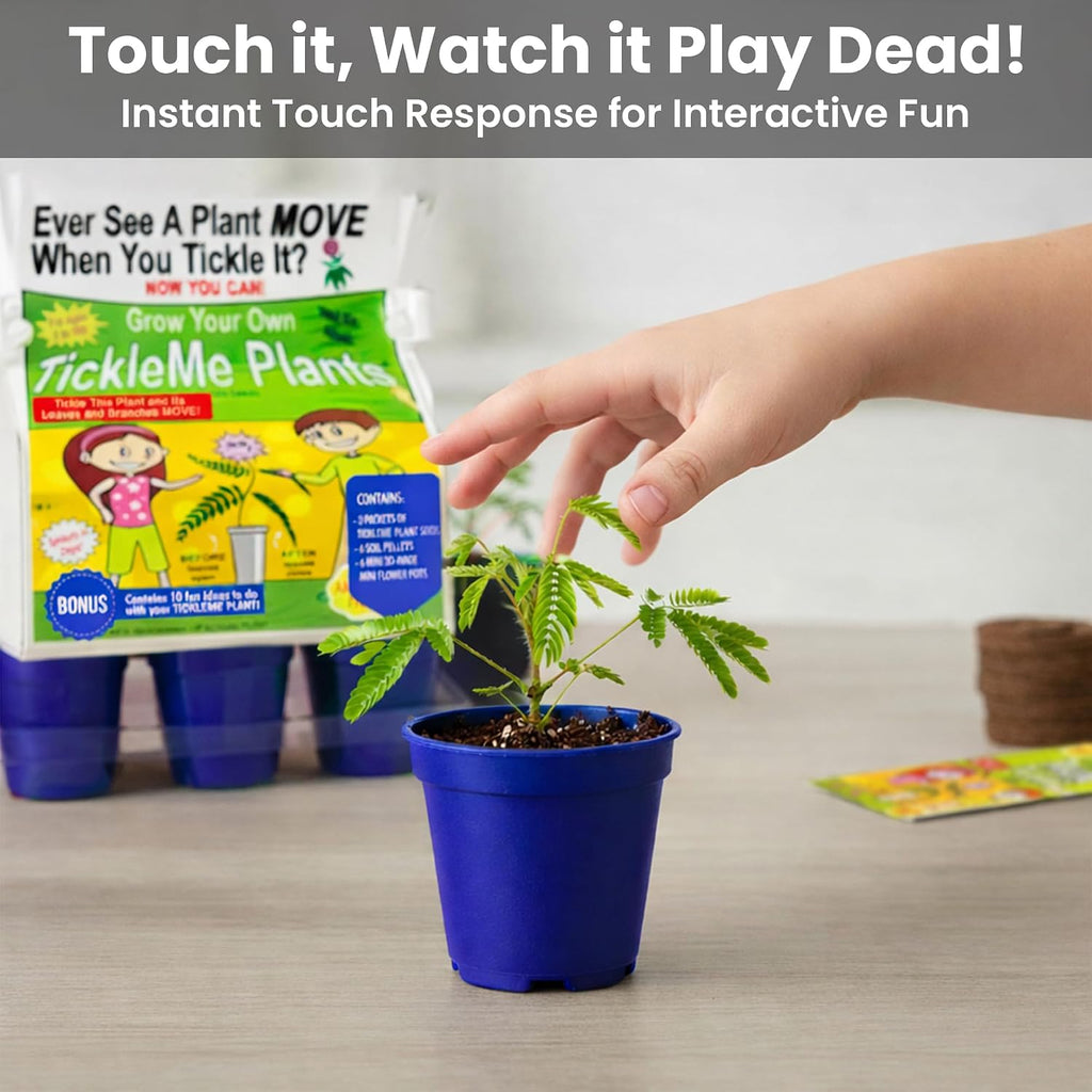Deluxe Family Greenhouse Kit - Grow the Playful Plant that Closes Its Leaves When Tickled! Includes Mini Greenhouse, 3