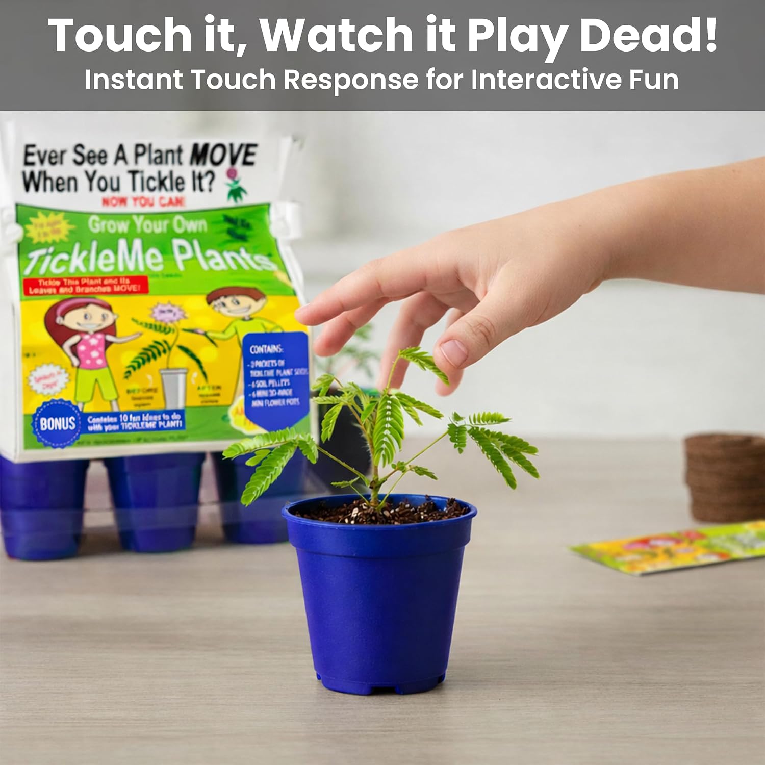 Deluxe Family Greenhouse Kit - Grow the Playful Plant that Closes Its Leaves When Tickled! Includes Mini Greenhouse, 3