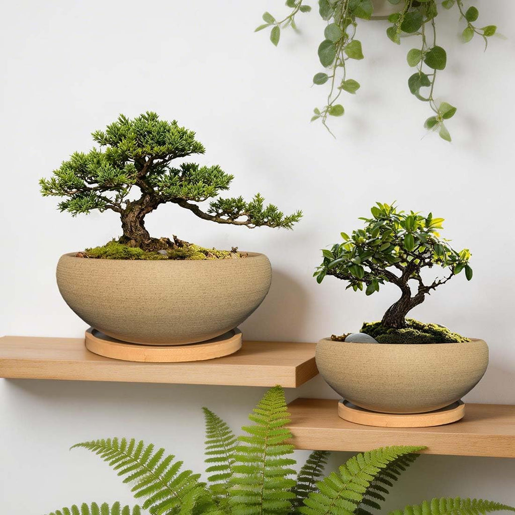 MUZHI 2 Pack 8+6 Inch Plant Pot - Natural Unglazed Ceramic Bonsai Pot with Bamboo Saucer, Large Vintage Clay Shallow