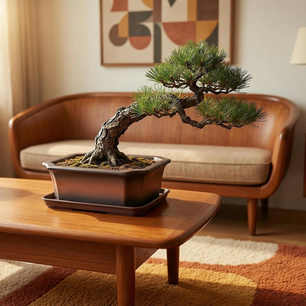 10/8/6 Inch Bonsai Pots with Tray, Set of 3, Classic Brown | Unglazed clay bonsai pot, 10/8/6“ ceramic rectangle