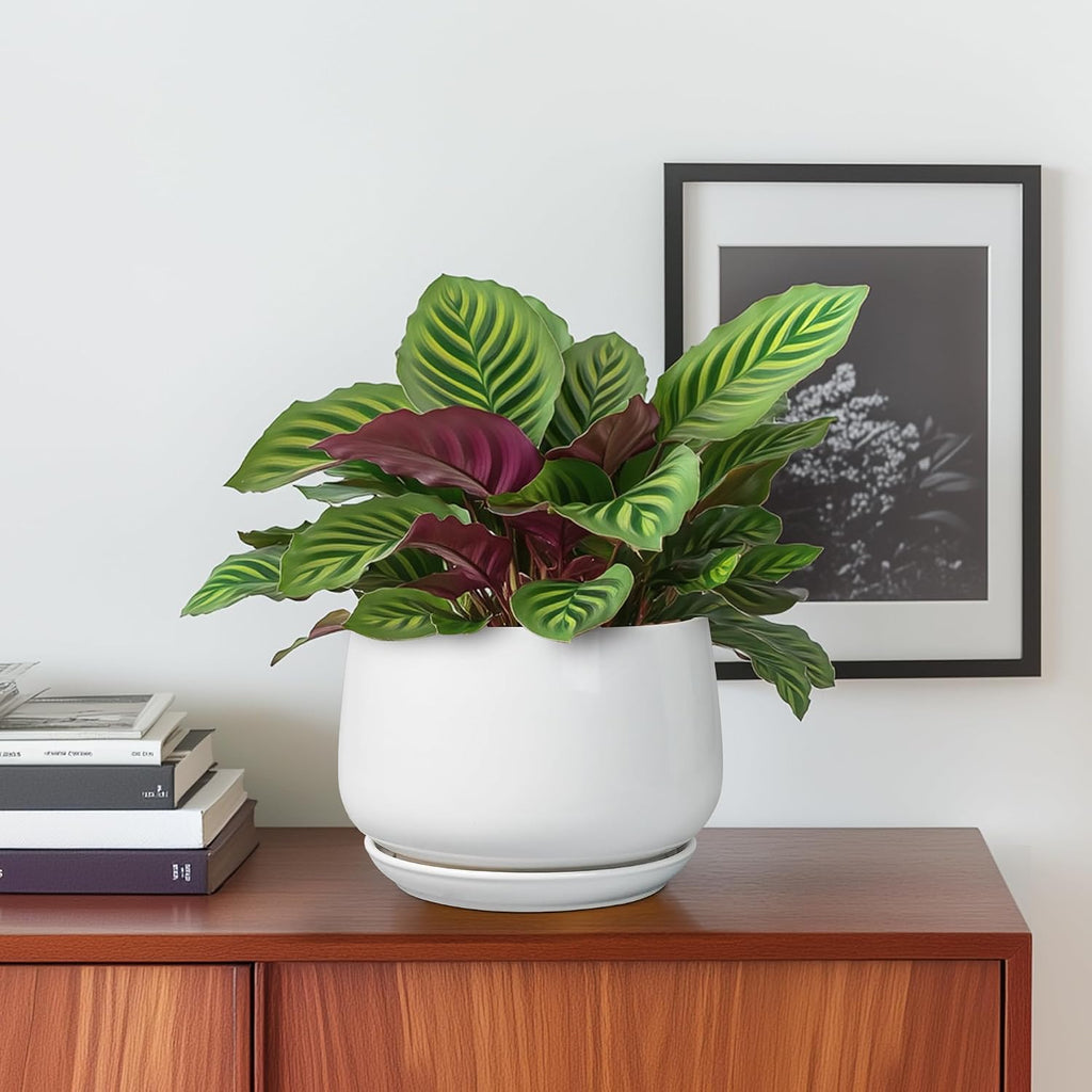 G EPGardening Ceramic Pots for Plants - 6 Inch Planter for Indoor Plants, Flower Pots with Drainage and Ceramic Tray