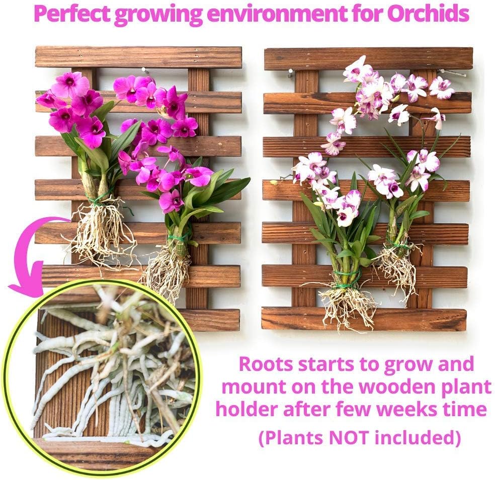 ShopLaLa Wooden Wall Planter (40cm, 4 Pack) Hanging Planters for Indoor | Air Plant Succulent Orchid Holder, Live