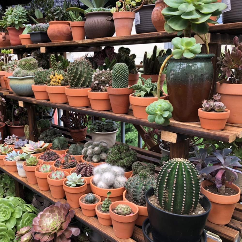 Yishang 6 Inch Terracotta Shallow Planters,Ceramic Flower Clay Plant Pots with Drainage Hole,Unglazed Cactus/succlent