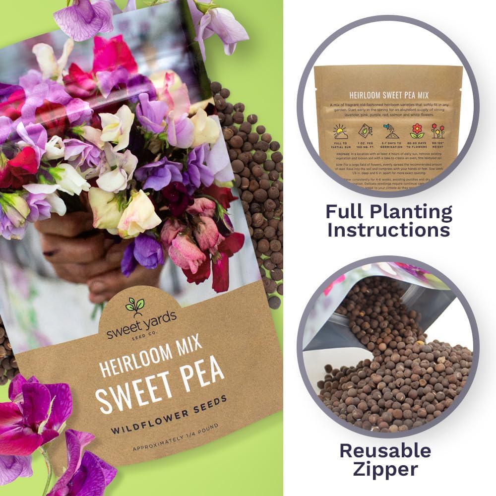 Sweet Pea Seeds Heirloom Mix - Bulk 1/4 Pound Bag - Over 1,400 Seeds - Large Fragrant Lavender, Purple, Red, Pink and