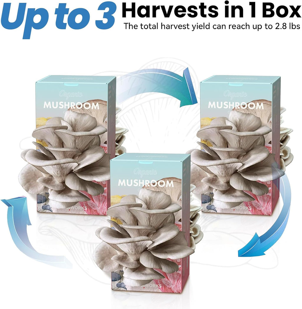 Organic Edible 4lbs Oyster Mushroom Growing Kit, Made in USA, Double-Side Mushroom Grow Kit Indoor, Harvest Gourmet