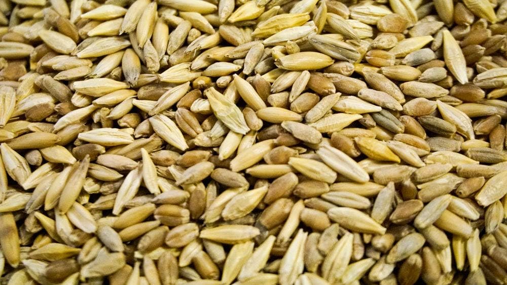 Cat Grass Blend - Wheat, Barley, Oats, and Rye Seed Mix - Non-GMO - Certified Organic - Bonus CAT Toy (10 LB)