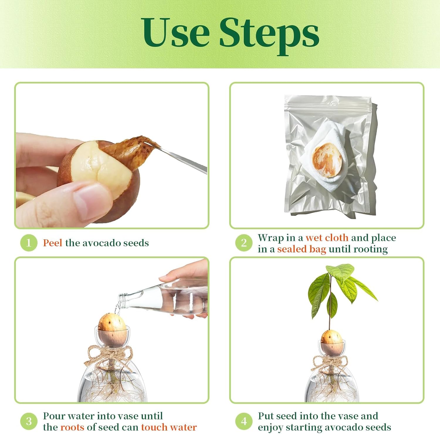 Hewory Avocado Seed Starter Vase: 3Pcs Glass Avocado Planter for Growing | Acorn Pit Sprouting Vases, Tree Pots