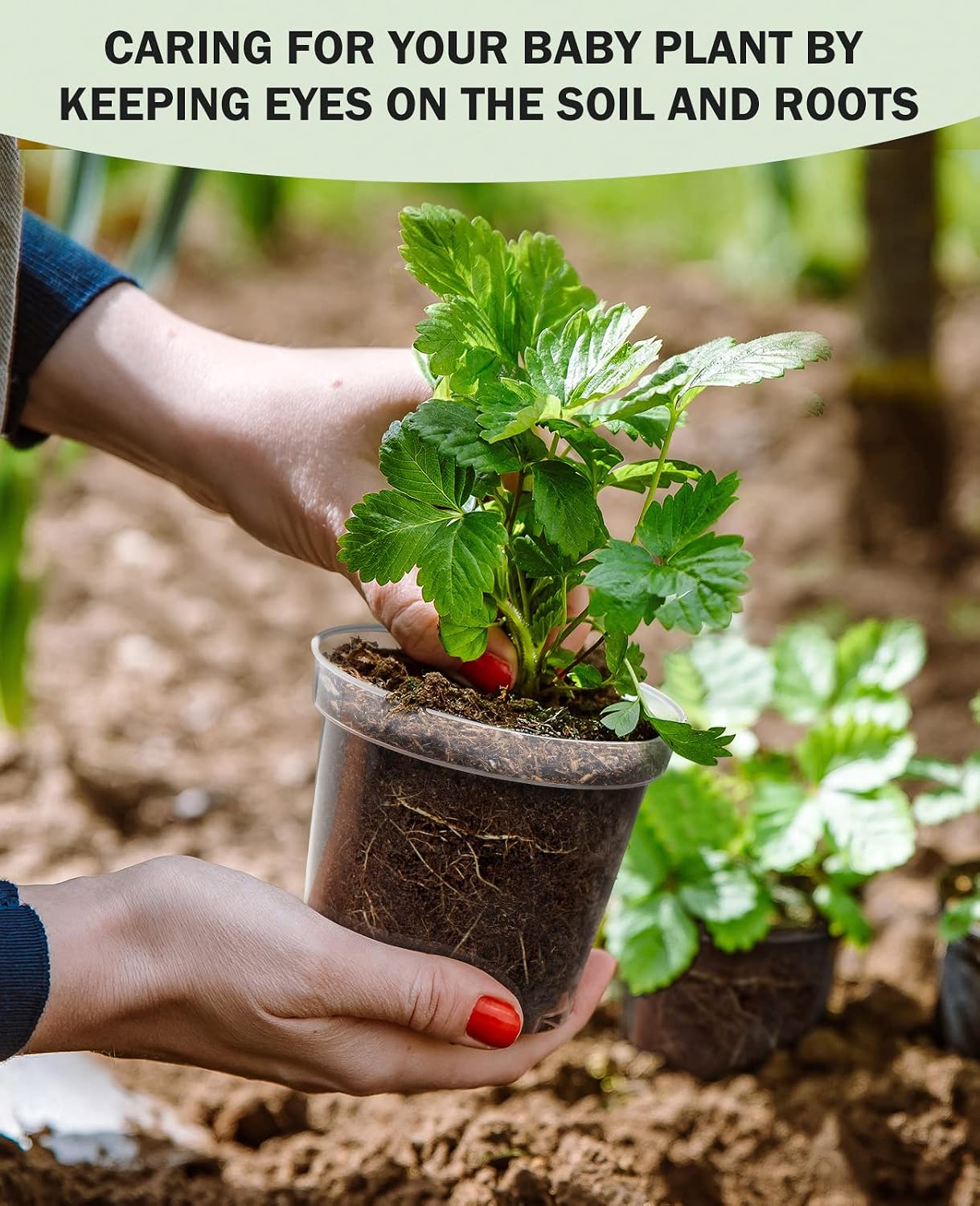 4 Inch Clear Nursery Pots for Plants with 20 Plant Labels (60 Pcs) | Multiple drainage holes and a raised base support