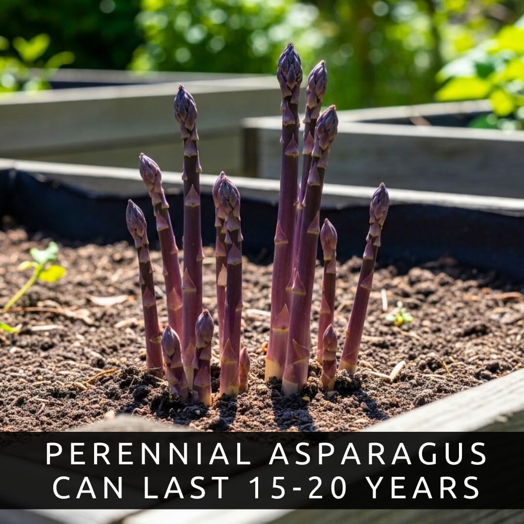 Asparagus & Strawberry Grow Kit – 20 Plants, 2 Asparagus Varieties & 2 Strawberry Varieties – Mary Washington, Purple