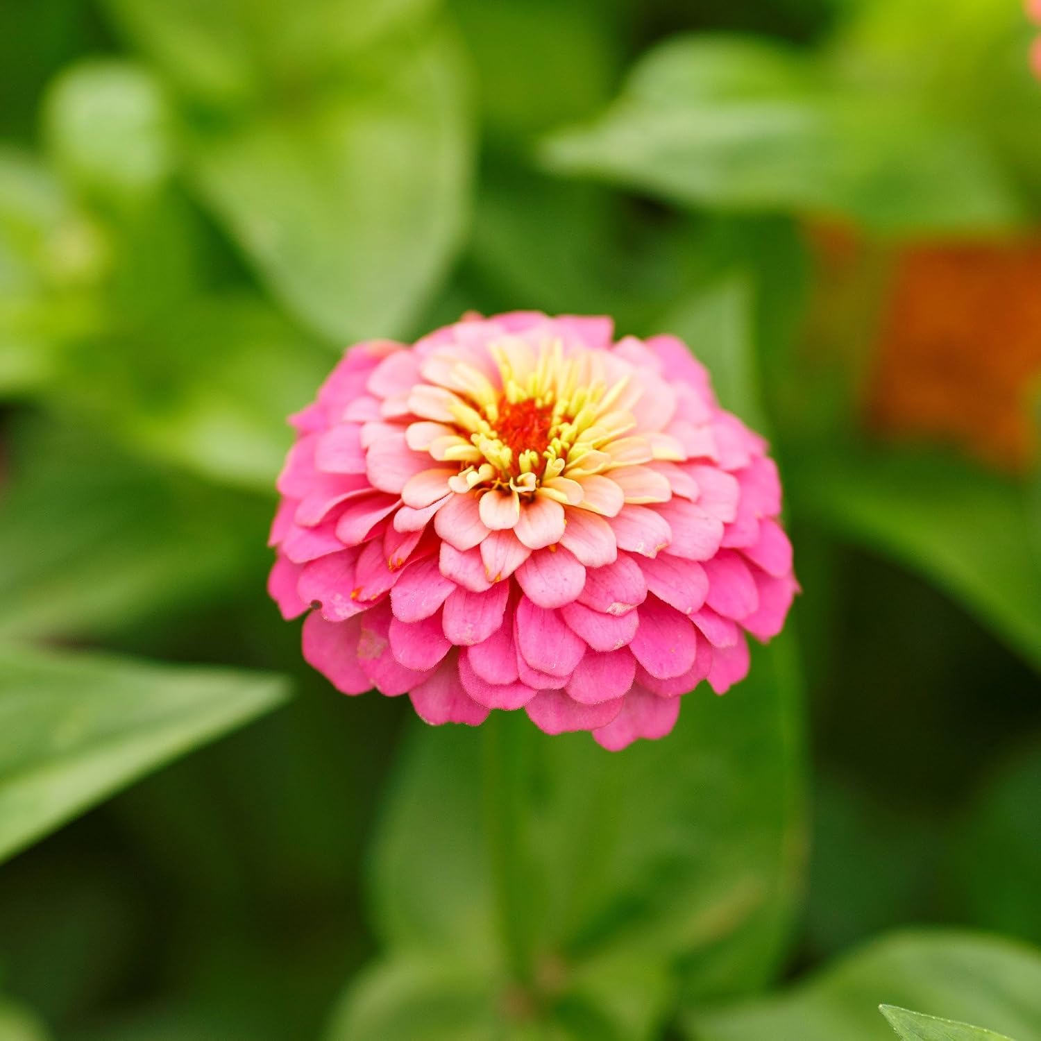 Eden Brothers Zinnia Seeds - Pumila/Cut & Come Again Mix, 1/4 lb | Non-GMO Seeds for Planting, Low-Maintenance Flower