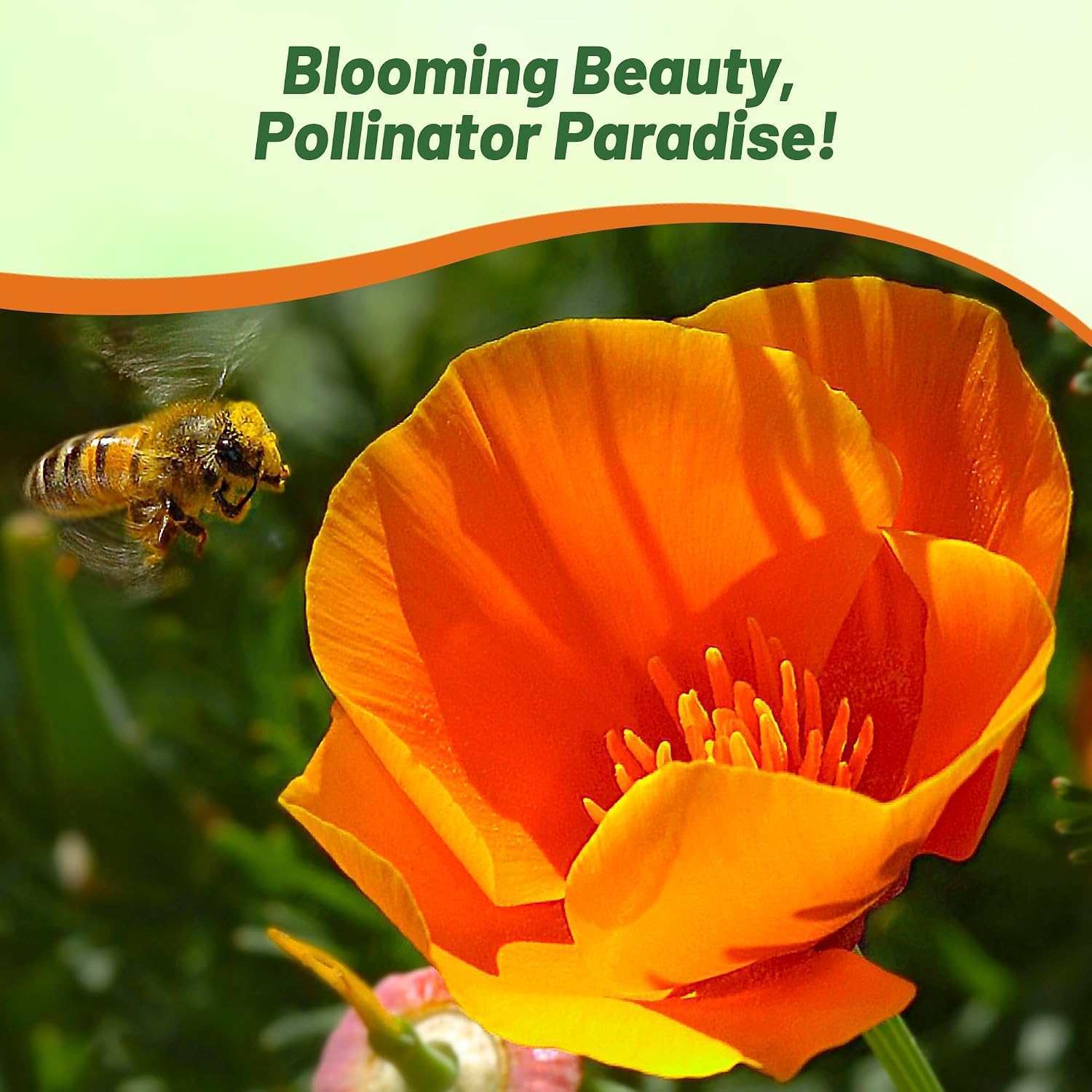 Outsidepride Eschscholzia Orange California Poppy Seeds - 1 lb. Annual, Native, Drought Tolerant Wildflower Seeds