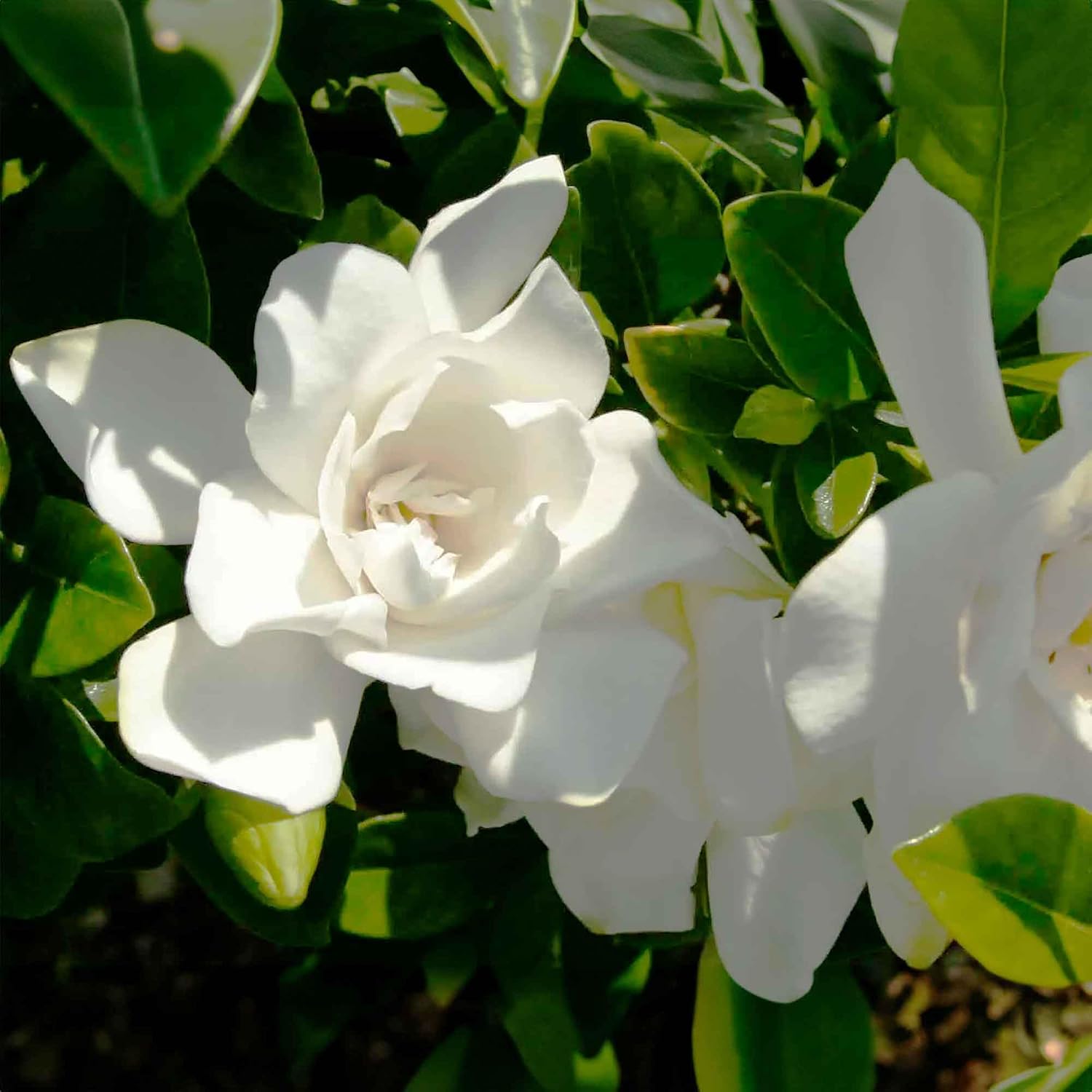 Perfect Plants Jubilation Gardenia Live Plant, 1 Gallon | A Southern Living variety, zones 7-10, sweetly fragrant white
