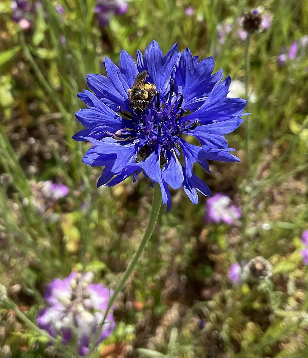 Eden Brothers The Bees Knees Pollinator Wildflower Seed Mix, 1 lb | (543,000+ Seeds), Throw and Grow, 100% Pure, No