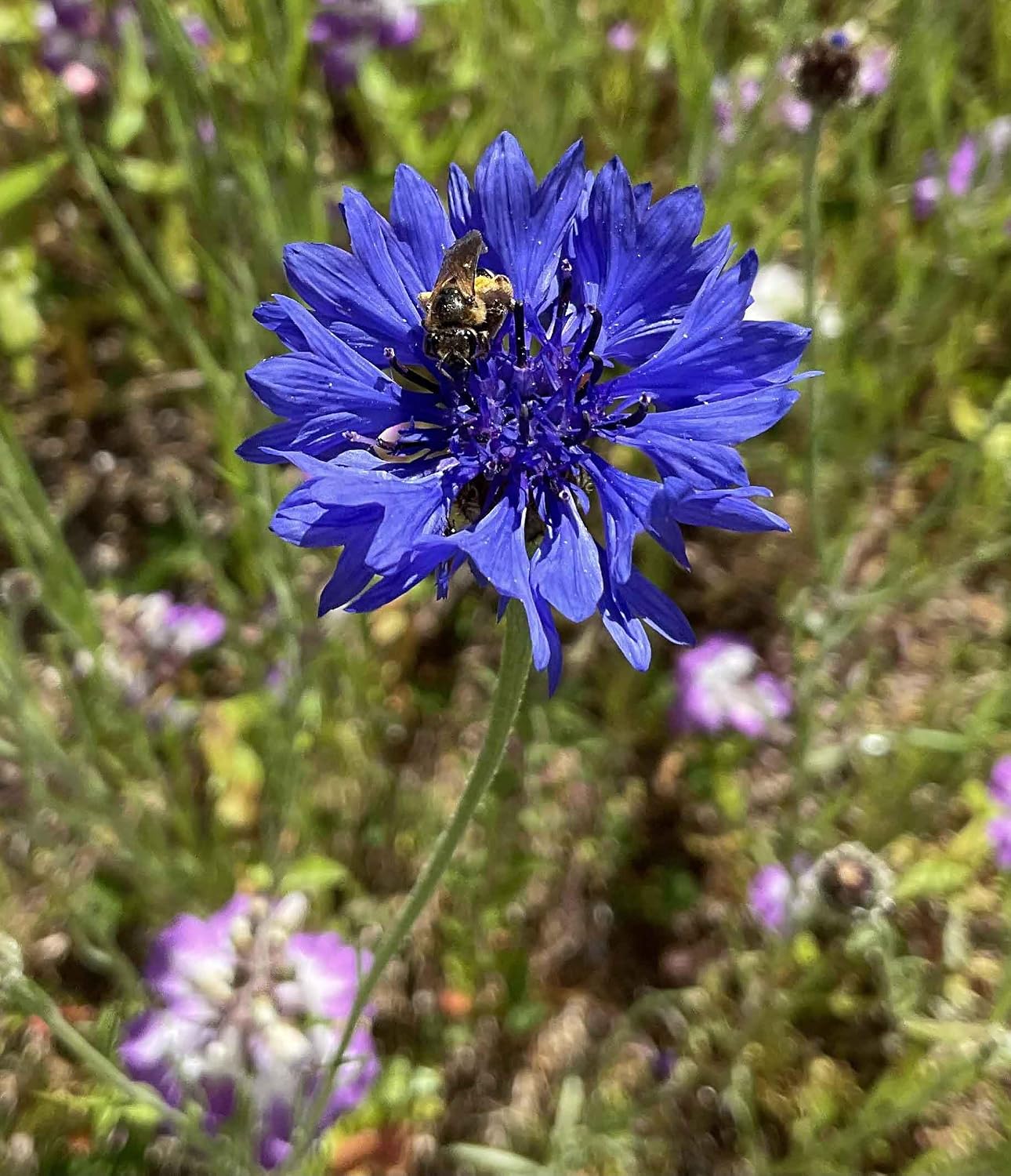 Eden Brothers The Bees Knees Pollinator Wildflower Seed Mix, 1 lb | (543,000+ Seeds), Throw and Grow, 100% Pure, No