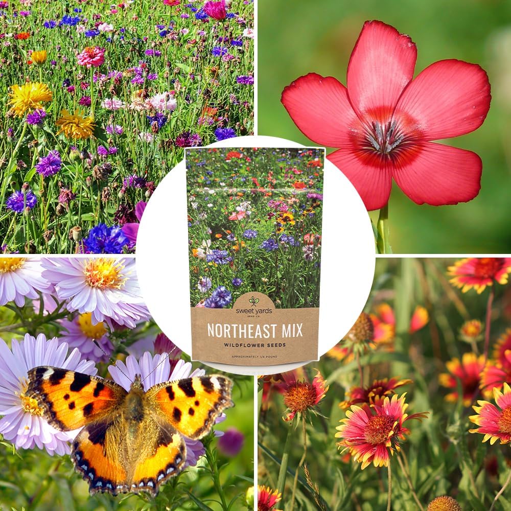 Northeast Wildflower Seed Regional Mixes - Bulk 1/4 Pound Bag - Over 30,000 Native Seeds - Open Pollinated and Non GMO