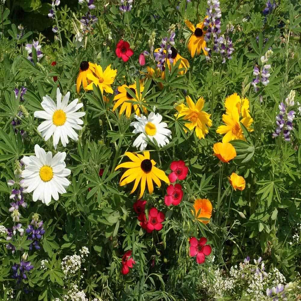 Outsidepride Northwest Wild Flower Seed Mix - 1 lb Premium Blend of Annual & Perennial Wildflower Seeds for