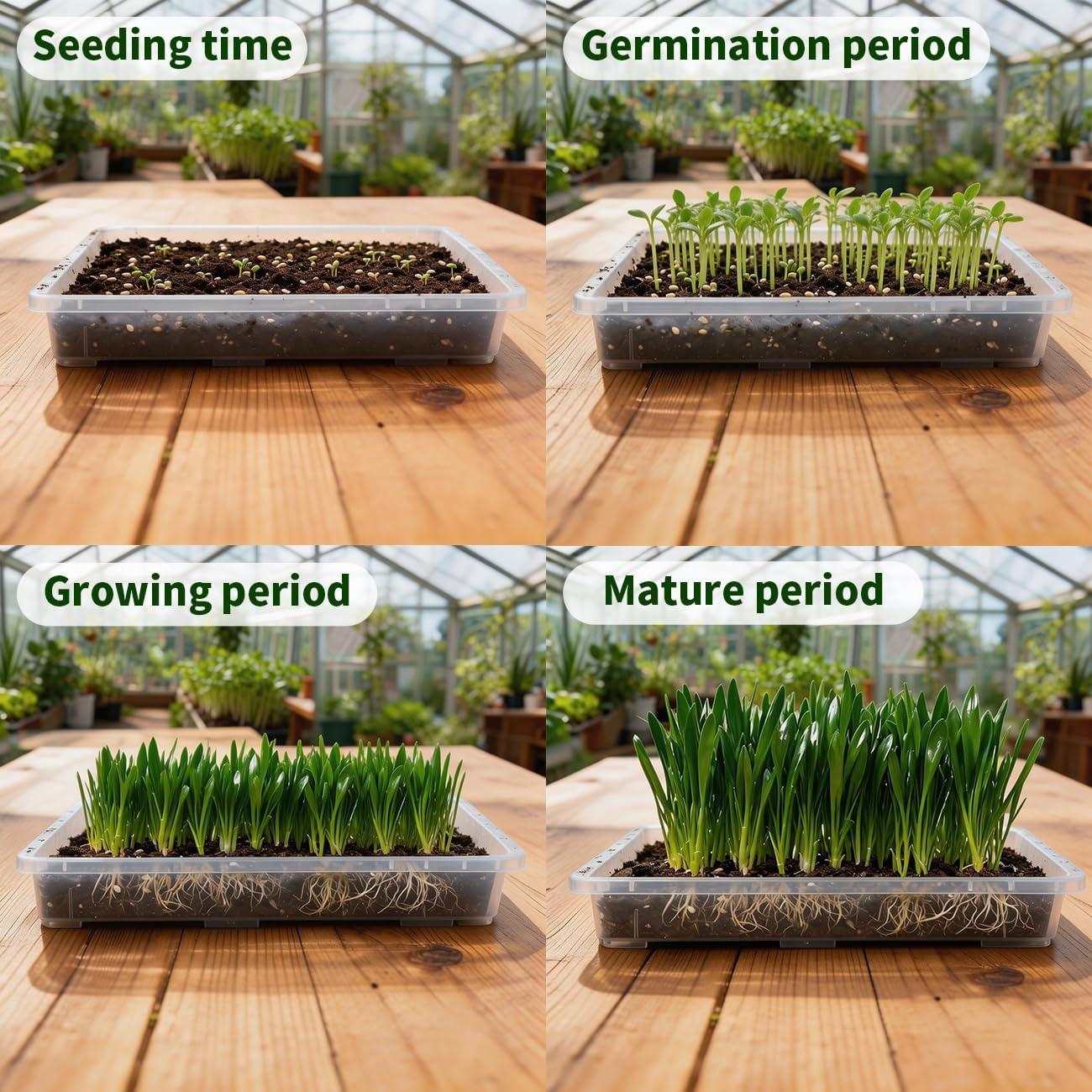 RooTrimmer 1020 Nursery Pot Trays 5 Pack, Transparent Plastic Flat Seed Starter Tray, Durable Square Seedling Starting