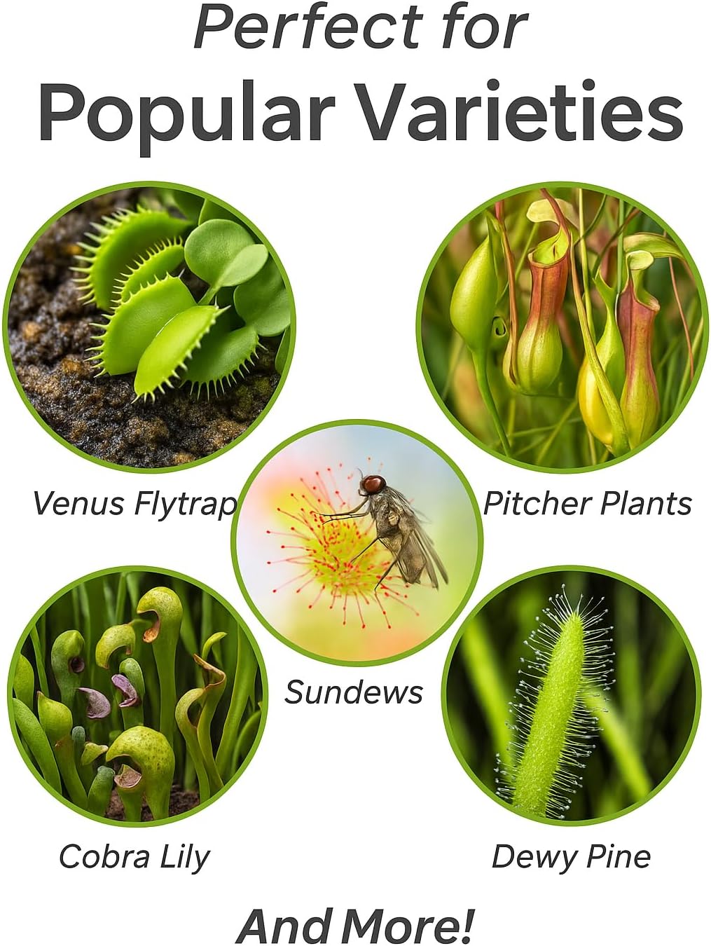 Professional Carnivorous Plant Soil - Ready to Use for Venus Flytraps, Sundews, Pitcher Plants, Butterworts | Peat