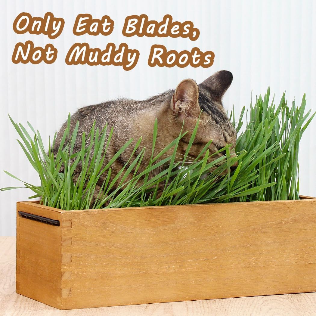 Wooden Cat Grass Planter (no Seeds Included) Anti Digging Design | with Potting Soil Disks, Anti-Digging Grid and