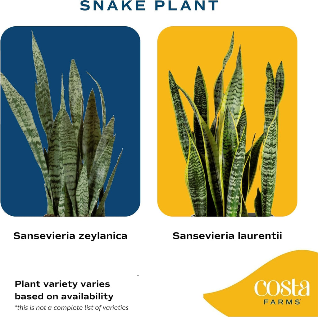 Costa Farms Snake Plant, Live Indoor Plant, Air Purifying, Easy Low Light | Nearly indestructible and thrives in low