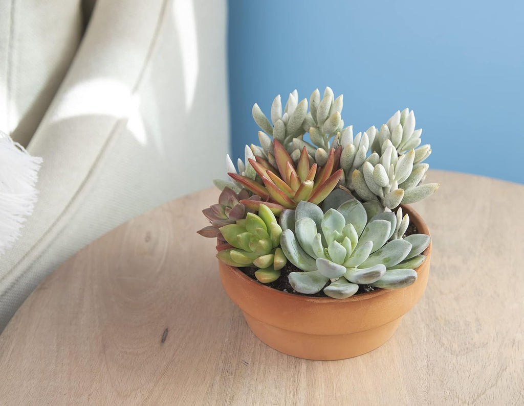 Live Succulents Assortment in Clay Pot, Garden Succulent Planter, Unique Gardening Gifts for Plant Lovers, Live