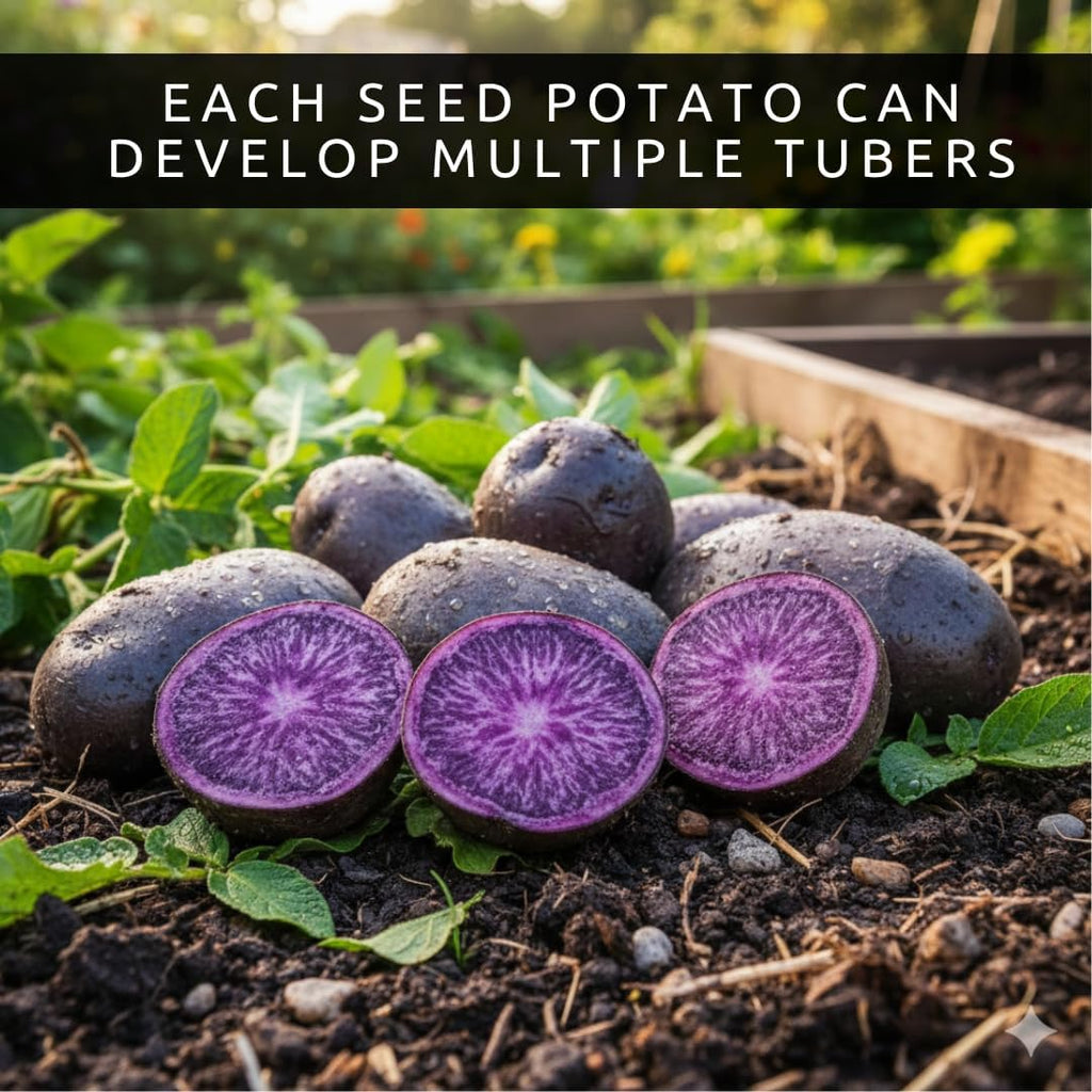 Purple Majesty Seed Potatoes for Planting – 2 lb Pack of Easy-to-Grow, High-Yield, Disease-Resistant Garden Potatoes –