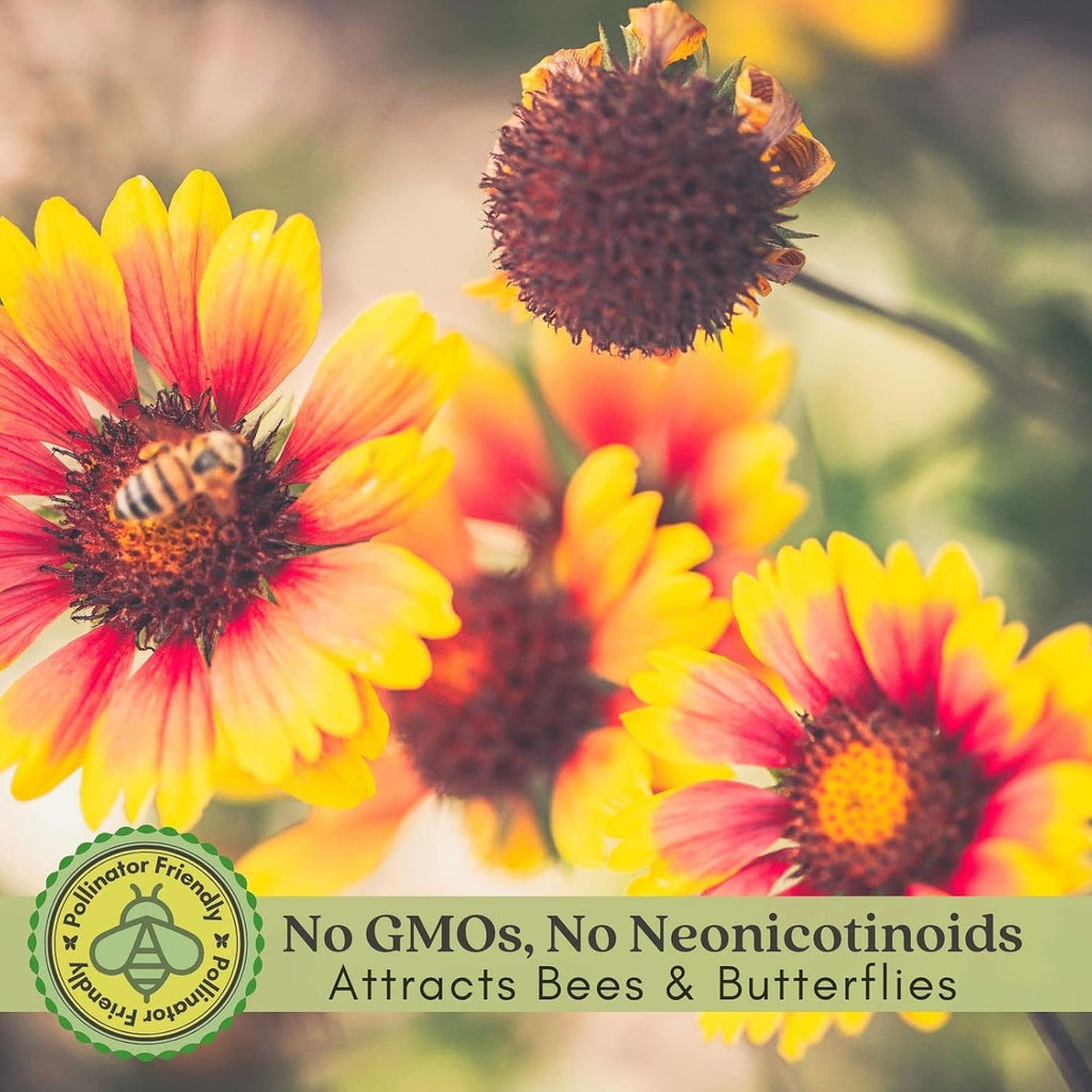 Clovers Garden Blanket Flower (Gaillardia) Arizona Sun Plants – Two (2) Live Plants – Non-GMO - Not Seeds - Each 4" to