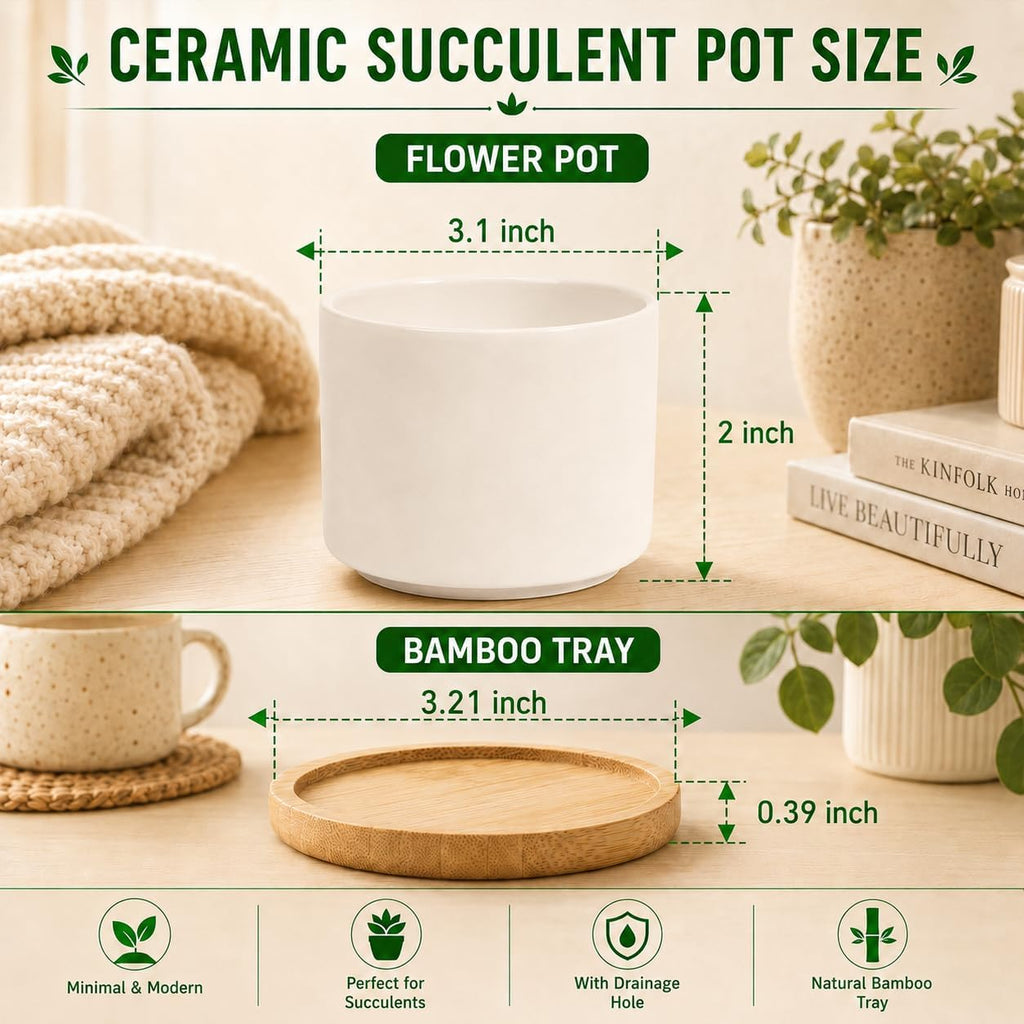 ZOUTOG Succulent Pots 3.1 Inch,Succulent Planters 12 Pack,Small Pots for Plants with Drainage and Tray,White Ceramic
