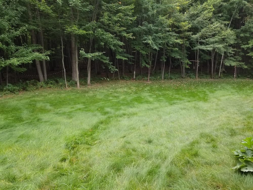 Simple Lawn Mow Less Fine Fescue Eco-Grass Seed, 4 Lbs, Low Maintenance, Resealable Pail with Handle, Covers up to 2000