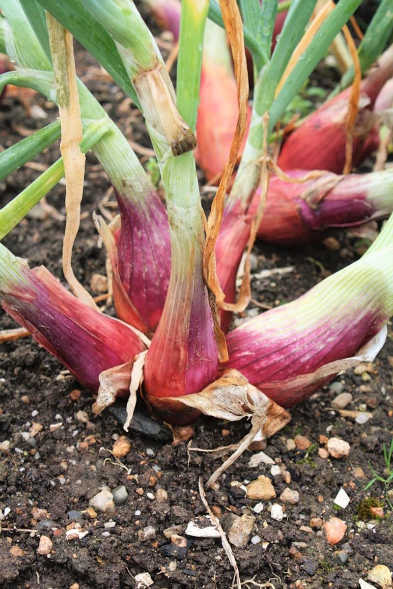 Monique French Shallot Sets (Bulbs) - 1 Pound - for 2025 Planting Seeds Semi-Long F1 Echalote Banana Ulle Mooseer Red