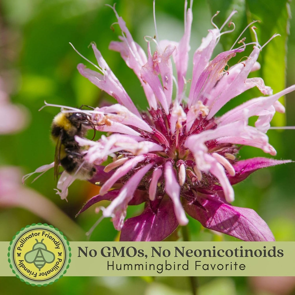 Clovers Garden Bee Balm Balmy Lilac (Monarda) Plants – Two (2) Live Plants – Non-GMO - Not Seeds - Each 4" to 8" Tall –