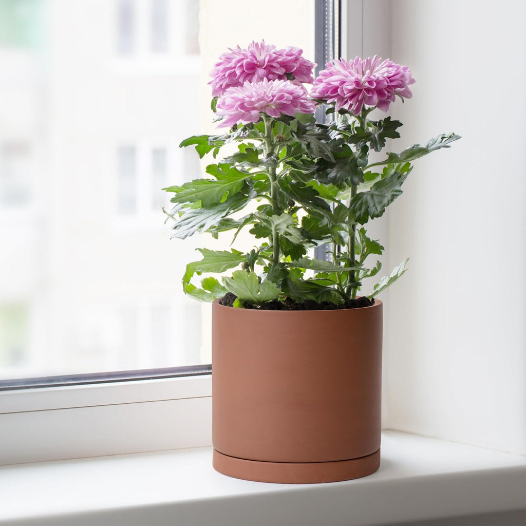 D'vine Dev Rust Terracotta Plant Pot with Saucer, 6 in, 40-V-C-3 | Classic Cylinder Shape, Natural Clay Texture, Porous
