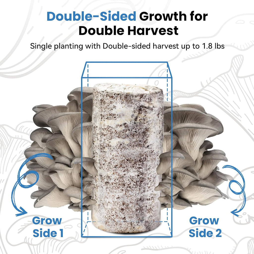 Organic Edible 4lbs Oyster Mushroom Growing Kit, Made in USA, Double-Side Mushroom Grow Kit Indoor, Harvest Gourmet