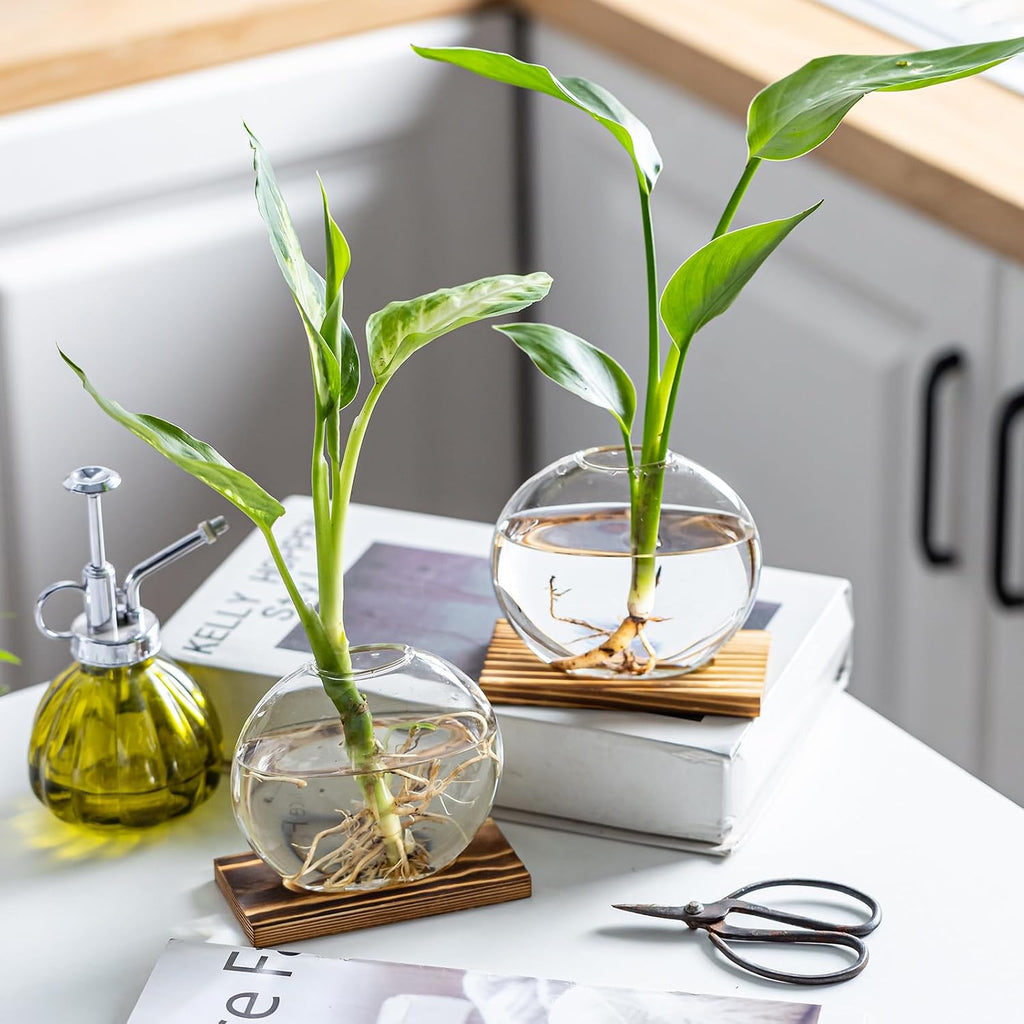 Glass Planter Propagation Station with Wooden Base - Clear Oblate Hydroponic Vase, Decorative Desktop Flower Vase for