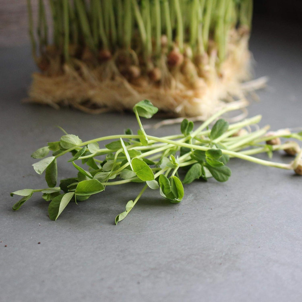 Mountain Valley Seed Co Dun Pea Seeds – 5 LB Bulk Non-GMO, High-Germination | Microgreens, Pea Shoots, Cover Crops