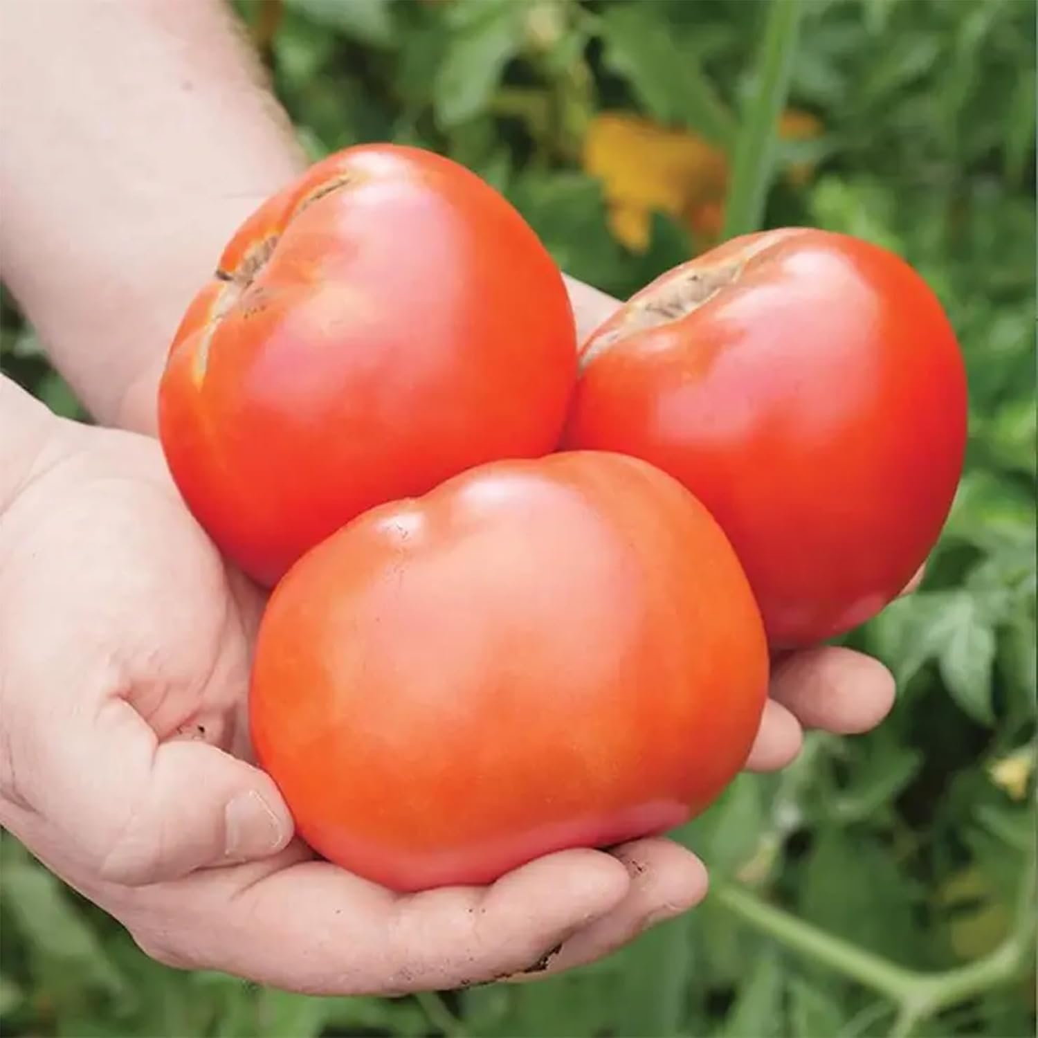 Park Seed Whopper Collection – High-Yield Tomato, Bell Pepper, Jalapeño & Cucumber Seed Set, Crisp, Flavorful &