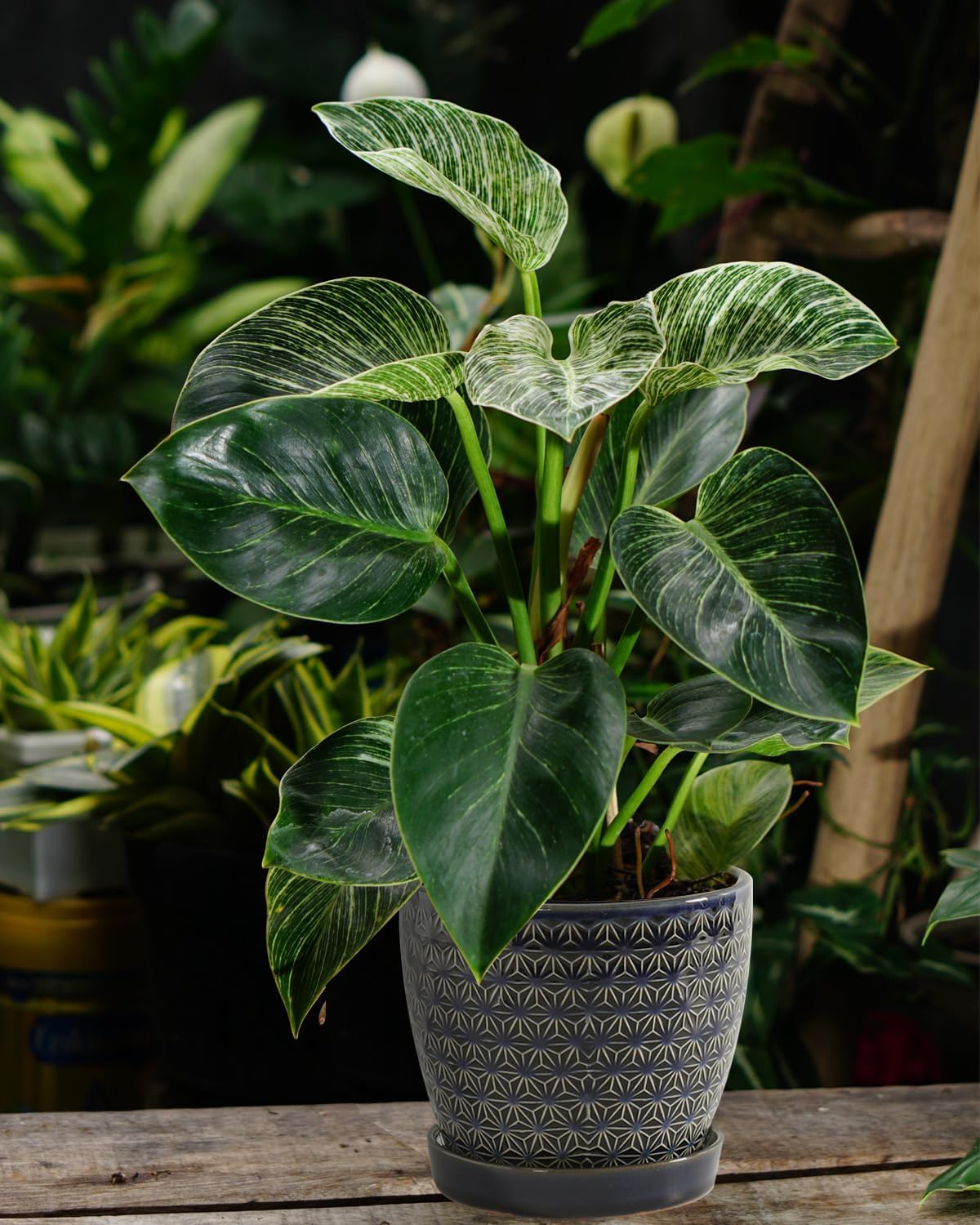 Plant Pots, Planters for Indoor Plants, Ceramic Plant Pots, 6.5+5.5 inch Plant Pot with Drainage and Saucer, Pots for